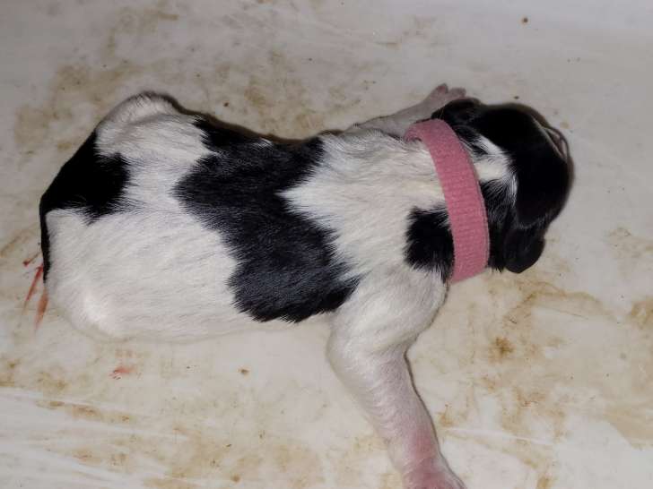 Chiots Epagneul Breton LOF à vendre