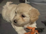 Chiots de race Bichon Havanais à disposition (1 mâle couleur sable)