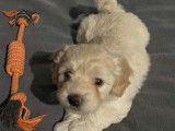Chiots de race Bichon Havanais à disposition (1 mâle couleur sable)