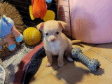 Chiot mâle Chihuahua à vendre