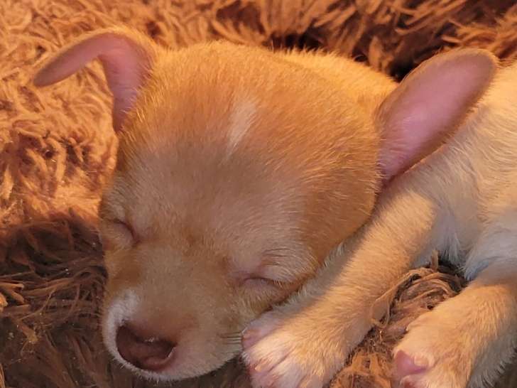 Chiot mâle Chihuahua à vendre