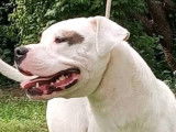 Chien Dogue Argentin blanc de 14 mois &agrave; vendre