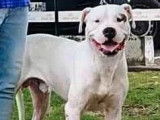 Chien Dogue Argentin blanc de 14 mois &agrave; vendre