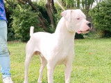 Chien Dogue Argentin blanc de 14 mois &agrave; vendre