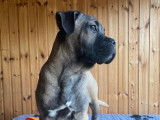 Chiots Cane Corso LOSH à vendre