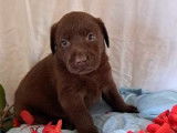 9 chiots Labrador Retrievers LOF à réserver