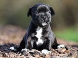 5 chiots Staffies LOF au pelage noir disponibles à la réservation