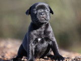 5 chiots Staffies LOF au pelage noir disponibles à la réservation