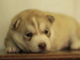 Un chiot Husky Sib&eacute;riens LOF &agrave; r&eacute;server