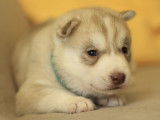 Un chiot Husky Sib&eacute;riens LOF &agrave; r&eacute;server