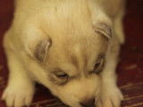 Un chiot Husky Sib&eacute;riens LOF &agrave; r&eacute;server
