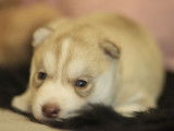 Un chiot Husky Sib&eacute;riens LOF &agrave; r&eacute;server