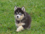 4 chiots Pomsky disponibles à la vente