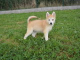 4 chiots Pomsky disponibles à la vente