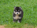 4 chiots Pomsky disponibles à la vente