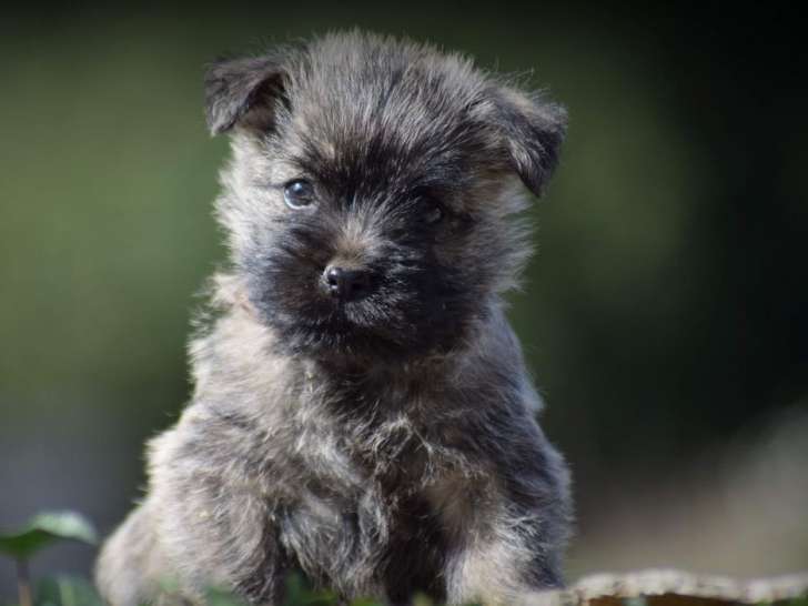 Un chiot femelle Cairn Terrier LOF, d'août 2023, à vendre