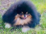 MâlevSpitz Allemand disponible pour saillie