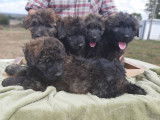À vendre : 8 chiots Bouviers des Flandres LOF