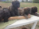 À vendre : 8 chiots Bouviers des Flandres LOF