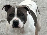 Un chien Staffie LOF disponible pour saillie