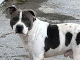 Un chien Staffie LOF disponible pour saillie