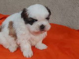 À réserver : 2 chiots mâles Shih Tzu LOF
