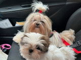 À réserver : 2 chiots mâles Shih Tzu LOF