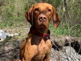 Chienne à donner