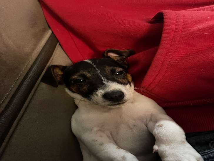 Petit mâle Jack Russel Terrier disponible à l’adoption