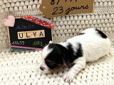 Chiots Yorkshire Biewer tricolore &agrave; vendre