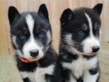 Chiots Husky Sib&eacute;rien &agrave; vendre