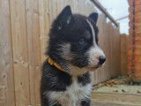 Chiots Husky Sib&eacute;rien &agrave; vendre