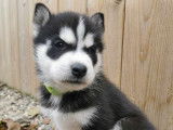 Chiots Husky Sib&eacute;rien &agrave; vendre