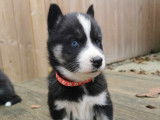 Chiots Husky Sib&eacute;rien &agrave; vendre