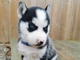 Chiots Husky Sib&eacute;rien &agrave; vendre