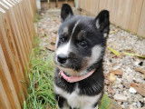 Chiots Husky Sib&eacute;rien &agrave; vendre