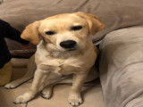 Mâle Labrador disponible pour saillie