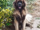Chiots Leonberg à vendre