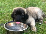 Chiots Leonberg à vendre