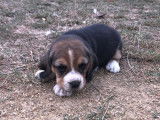 4 chiots Beagles LOF à réserver