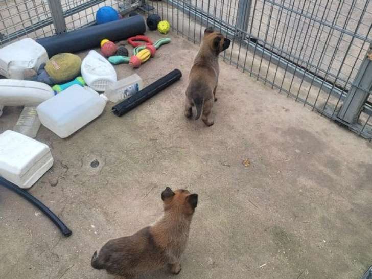 Deux chiots Malinois femelles LOF à réserver