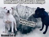 Des chiots Staffies LOF disponibles à la réservation