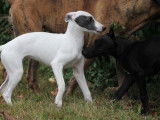 À vendre : 4 chiots Whippets LOF