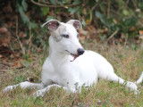 À vendre : 4 chiots Whippets LOF