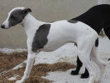 À vendre : 4 chiots Whippets LOF
