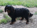 Chien adulte mâle Cavalier King Charles LOF de couleur noir pour saillie