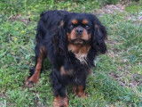 Chien adulte mâle Cavalier King Charles LOF de couleur noir pour saillie