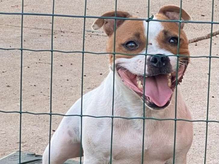Une chienne Staffordshire Bull Terrier LOF de 4 ans à vendre