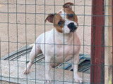 Une chienne Staffordshire Bull Terrier LOF de 4 ans à vendre