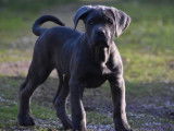 2 chiots Cane Corso LOF à vendre